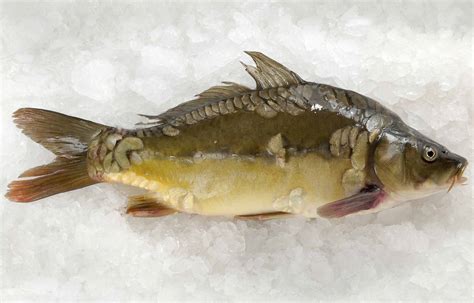 How to Clean and Prepare Fresh Carp .